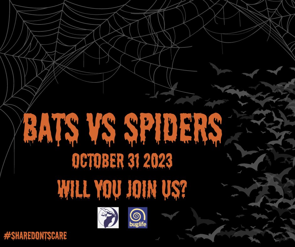It may still be September but we're excited to announce a special online event coming this #Halloween! 🦇𝐁𝐚𝐭𝐬 𝐯𝐬 𝐒𝐩𝐢𝐝𝐞𝐫𝐬!🕷️ A collaboration with @_BCT_ where we'll be 'competing' to decide which is best Book your place 👇 bats.org.uk/events/bats-vs… #TeamSpider