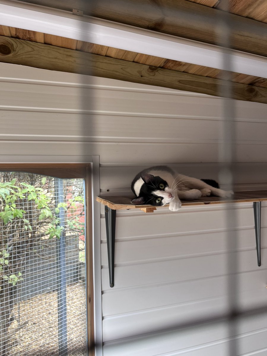 Had a trip to Spalding branch yesterday to see their cattery set-up. It was a beautiful set of four pens that can support the branch and local cats in need. What a great example of the incredible work our #volunteers undertake to give cats a chance at a happy life ❤️

#AllForCats