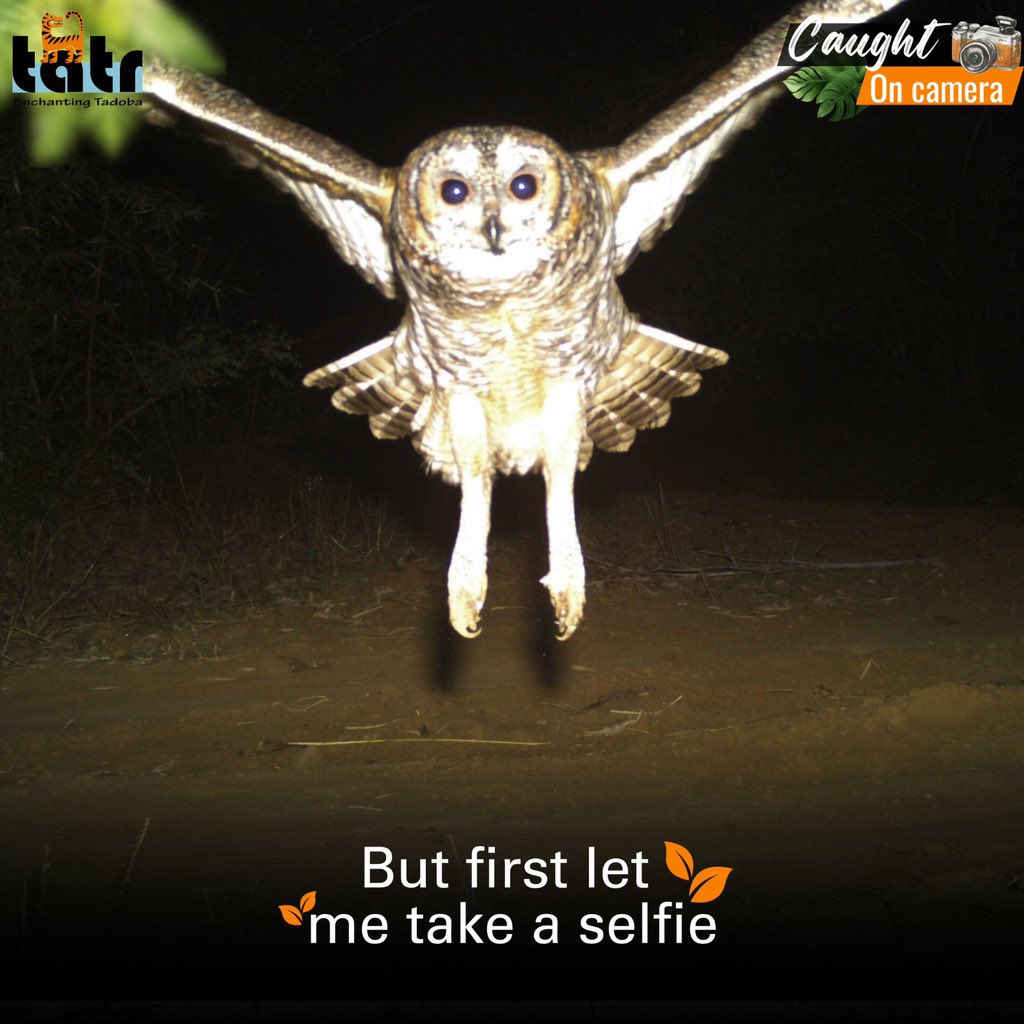 mytadoba's tweet photo. Say cheese! This wise owl at Tadoba Andhari Tiger Reserve knows how to strike a pose even when caught on a camera trap! 

#CoughtonCamera #CameraTales #TATR #TadobaAndhariTigerReserve #WildlifeSelfie #TadobaAdventures #SayCheese https://t.co/gUiogoZfSw