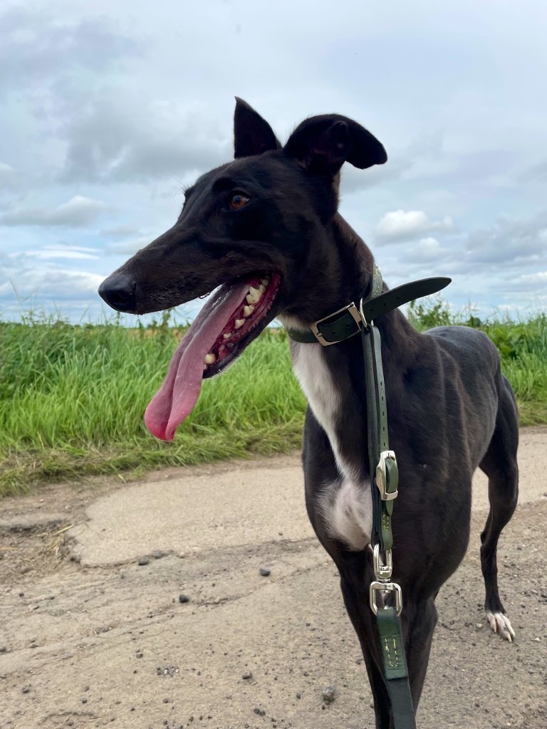 @GreyhoundBoard Storm (Edermine satin) may be classed as a “small” greyhound in height, but look at her 😍.

A perfect shiny black coat, and again, like Rosie, her teeth and nails are in the best condition! That’s all thanks to the fantastic work of the trainers + kennelhand!