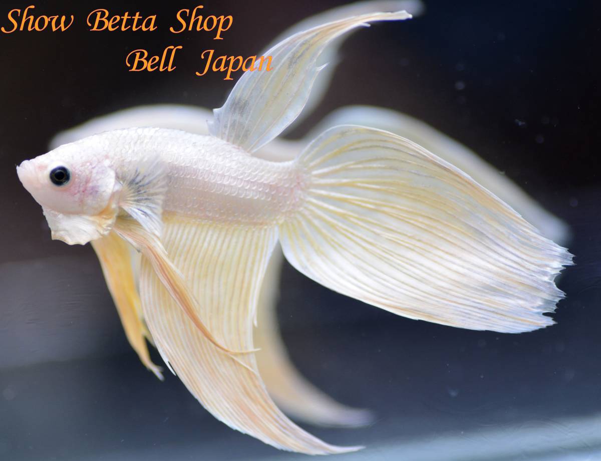 BellJapan's tweet photo. ★Bell Japan★　ベールテール　シルクゴールド　オス　約 6.5ｃｍ https://t.co/xRkTbUwoZh #ヤフオク https://t.co/Pn6tvlpo6K