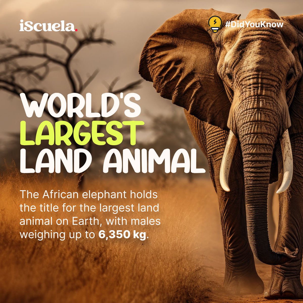iScuela's tweet photo. 🐘 Did you know? The African elephant reigns as the world's largest land animal! 🌍🦶 Males can tip the scales at a staggering 14,000 pounds (6,350 kg). Talk about heavyweights of the animal kingdom! 🌟 #AfricanElephant #WildlifeFacts #NatureWonders #iScuela #EducationForAll https://t.co/4o0prTqIci