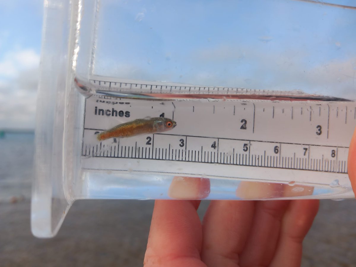 Yesterday's small fish survey with @chichesterharbo and @sussex_ifca for @solentseascape gave us a mystery fish. Any ideas for this little guy would be greatly appreciated! ID notes - 2 dorsal fins, 2 anal fins pectoral fins set quite high, almost parallel with the eye 🔎 Pls RT