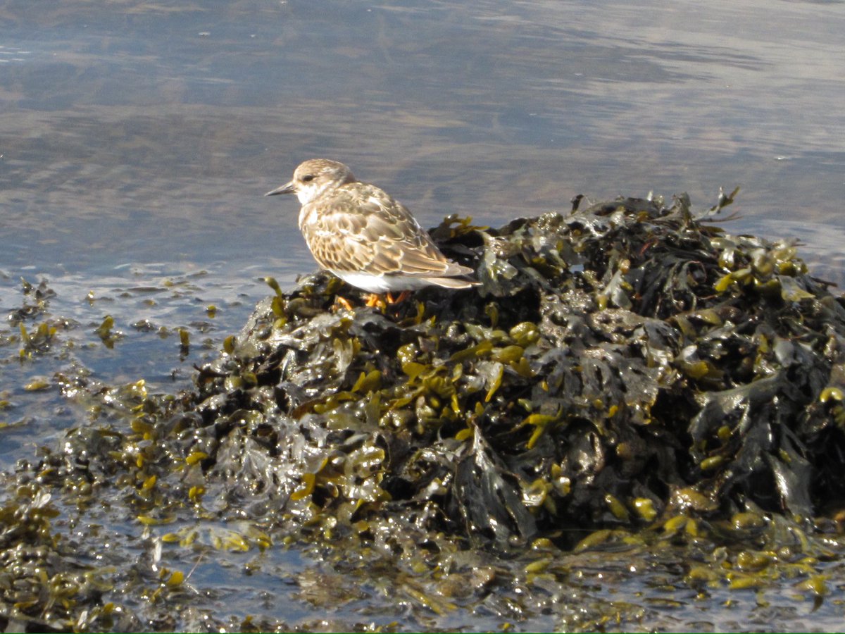 LayoverBirder's tweet photo. Time for #WaderWednesday with some Eurasian Curlew, ringed plover and turnstones from the #Scotland coast. #birding #BirdsOfTwitter https://t.co/LPgN4L0xof