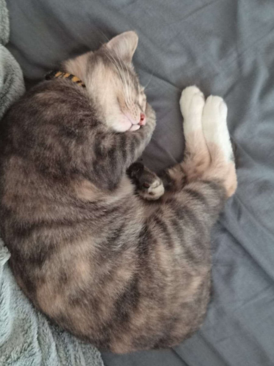 CraftBumble's tweet photo. For our next cat; meet Sr.Mod Jinx. She is a loveable princess, that loves sleeping on keyboards and interrupting everything for attention. 

Remember to spoil your cat today and give them lots of attention ~🌻 https://t.co/GRphgmUq0n