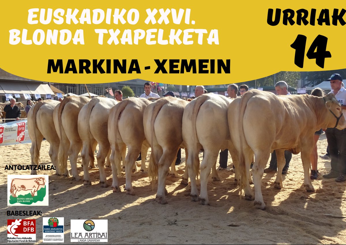 conabaoficial's tweet photo. El 14 de octubre EBAFE celebrará el campeonato de Euskadi de Blonde de Aquitania en Markina-Xemein, Bizkaia. Otra excelente ocasión para ver buenos ejemplares de la raza y entablar relaciones con sus criadores y otros ganaderos de la asociación. https://t.co/6d325Xv4zg