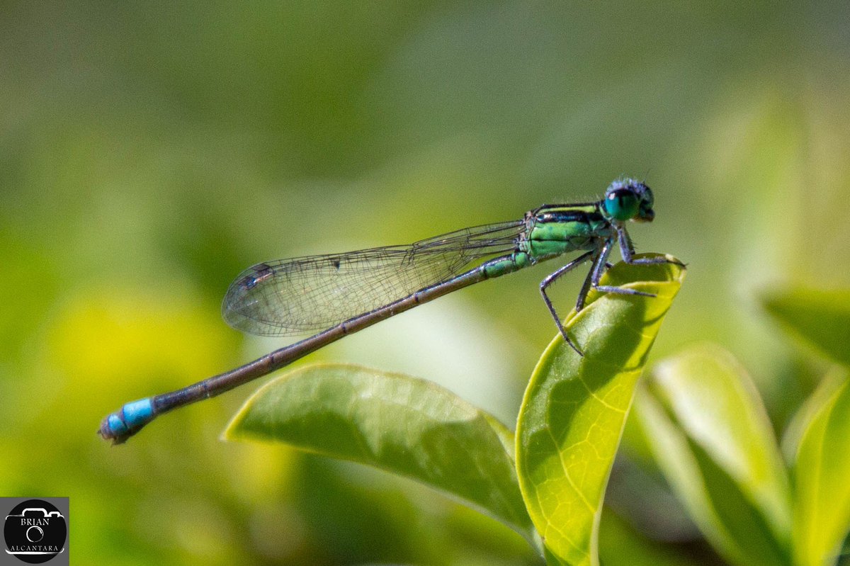 #rambursforktail
#dragonfly

#insect
#trinidadandtobago 
#wildlifephotography #naturephotography 
#Canon #canonphotography #canoncamera #TAMRON #tamronlenses