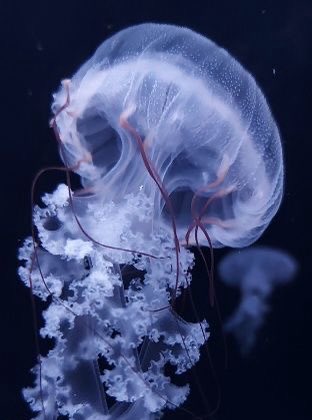 🪼 ! (@jellyfishisms) on Twitter photo 