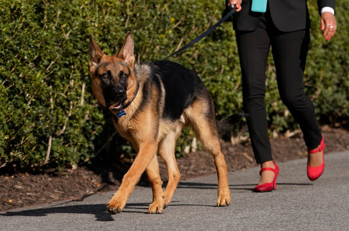 MikeSington's tweet image. The United States Secret Service has confirmed President Biden’s dog Commander bit another Secret Service agent, which is the 11th known biting incident of an officer by the 2-year-old German Shepherd.