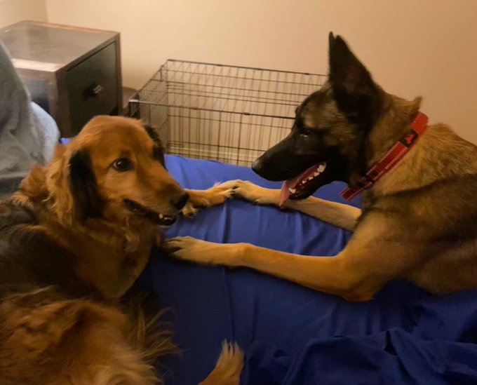 Humans have used dogs as a source of warmth at night since the beginning of our relationship with dogs<a href="/tag/twitteroftime"class="tags"><span>#twitteroftime</span></a><a href="/tag/thewheeloftime"class="tags"><span>#thewheeloftime</span></a>