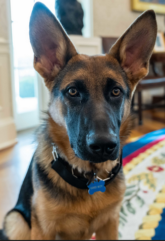 AntiquarianMuse's tweet photo. @FoxNews I like a dog that doesn't take any crap and says it like it is.
He doesn't need money so he can't be bought. Commander isn't a politician, he's an outsider, he can get things done. https://t.co/TB5hK634MT