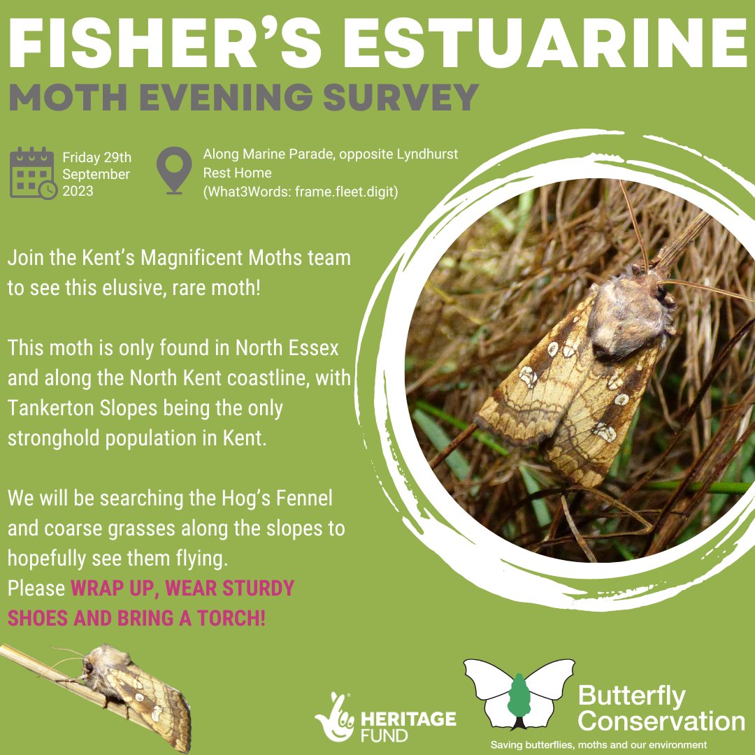 This Friday 29th September at 8pm come along to Tankerton Slopes, Whitstable, CT5 2BE to join the Fisher's Estuarine Moth Survey Evening. A great opportunity for all to grab a torch & see these large and very rare moths up close with us whilst helping this year's peak moth count!