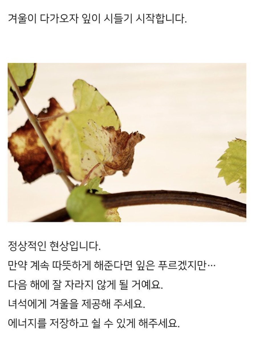 moz_x_'s tweet photo. 블로그 글 읽다가 충격받은 부분..
계속 따뜻한 환경을 만들어주면서 겨울을 제공해주지 않은 식물은 다음해에 잘 자라지 않는다 겨울이 있어야 에너지를 저장하고 쉴 수 있다 라니
나는 이게 사람도 마찬가지라는 생각이 들어
지금 내 삶이 겨울을 겪고 있다고 두려워하지 말아야할 이유! https://t.co/xIghcex2LL