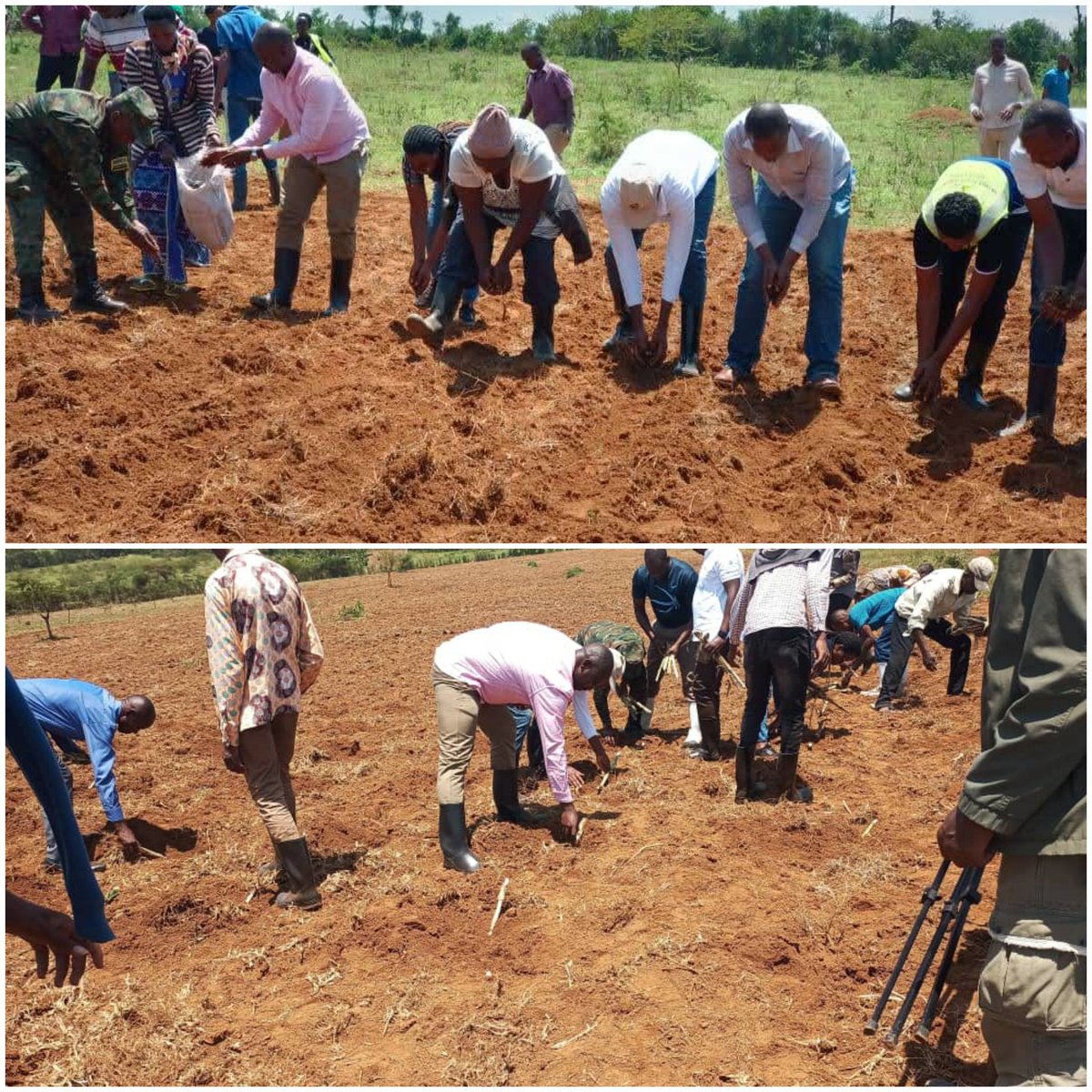 Igikorwa cyiza cyo gutangiza igihembwe cyo guhinga ubwatsi cyabereye  mu murenge wa Matimba/Nyagatare. Aborozi barakangurirwa guhinga ubwatsi buhagije bwo kugaburira neza amatungo. Iki gikorwa buri mworozi akigire icye. Aborozi bibuke kandi gufata n'amazi yo kuhira amatungo.