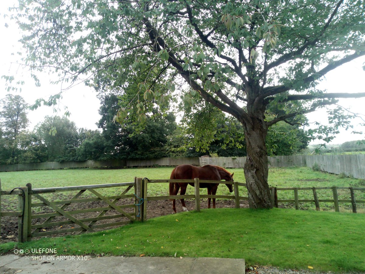 StudGrove's tweet photo. Just a cool dude hanging out under his tree #stallion #turnouttime https://t.co/BZSY6wXCl3
