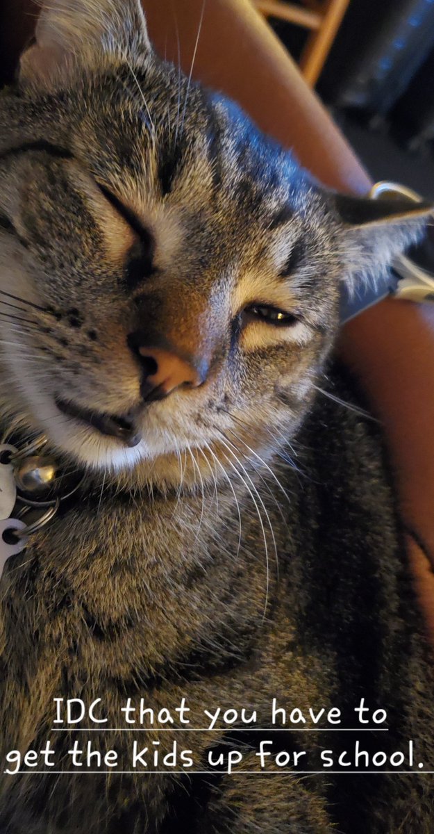 SCseminole99's tweet photo. #CatsBeLike...
"I'm gonna Cat before I let you Hooman." https://t.co/M9AfV8T8Om