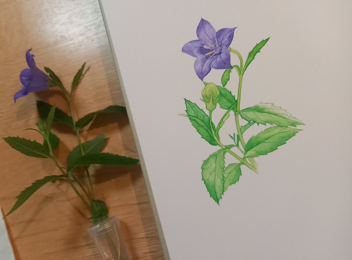 ToudoYayoi's tweet photo. #毎日小さな植物画 
#キキョウ 
初夏から秋まで楽しめる
花期が長いお花です☺️
折り紙の風船のようにコロンとした
つぼみがたまらない🥰 https://t.co/dWyzZ6Vzpw