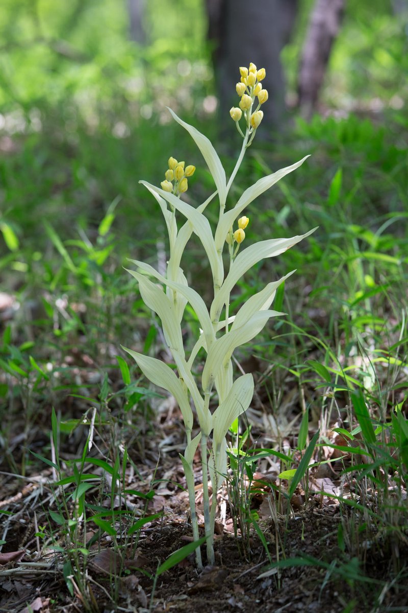 なおここでいうアルビノはもちろん「花」ではなく「葉」のアルビノです。ラン科植物ではキンランを初めちらほら見つかっているのですが、他の植物ではほとんど見つかっていません。実生は種子に蓄積された養分を使っているので、アルビノで「開花」できるというのが重要です。