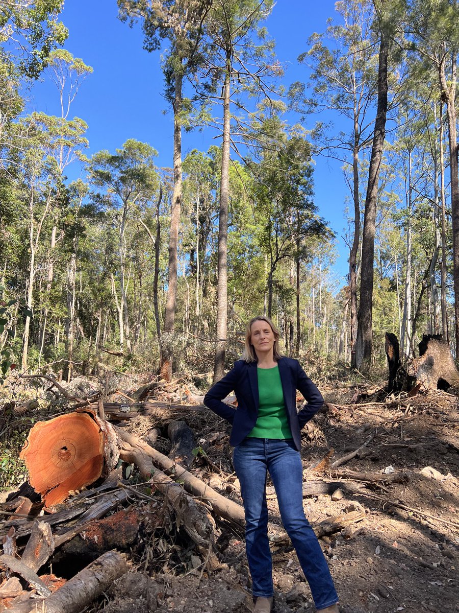 I went to forests in the Great Koala National Park today. Unforgivable industrial scale extinction logging is taking place. It’s sickening - they don’t even have to survey for threatened species before they log! They’ve even harmed rainforest! Minns Govt failure #nswpol