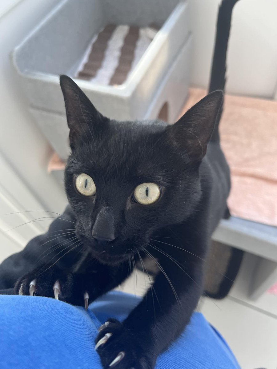 Yorkshire Cat Rescue tweet media