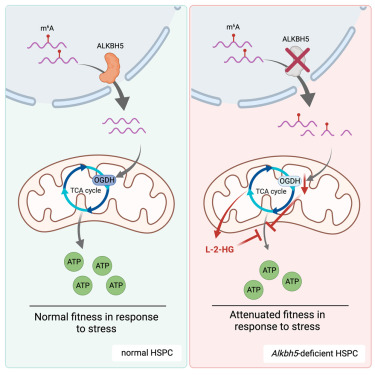 Phenomics_J's tweet photo. ALKBH5 modulates hematopoietic stem and progenitor cell energy metabolism through m6A modification-mediated RNA stability control @CellReports 
https://t.co/qEgrqK9P94 https://t.co/gR4hY6tkiv