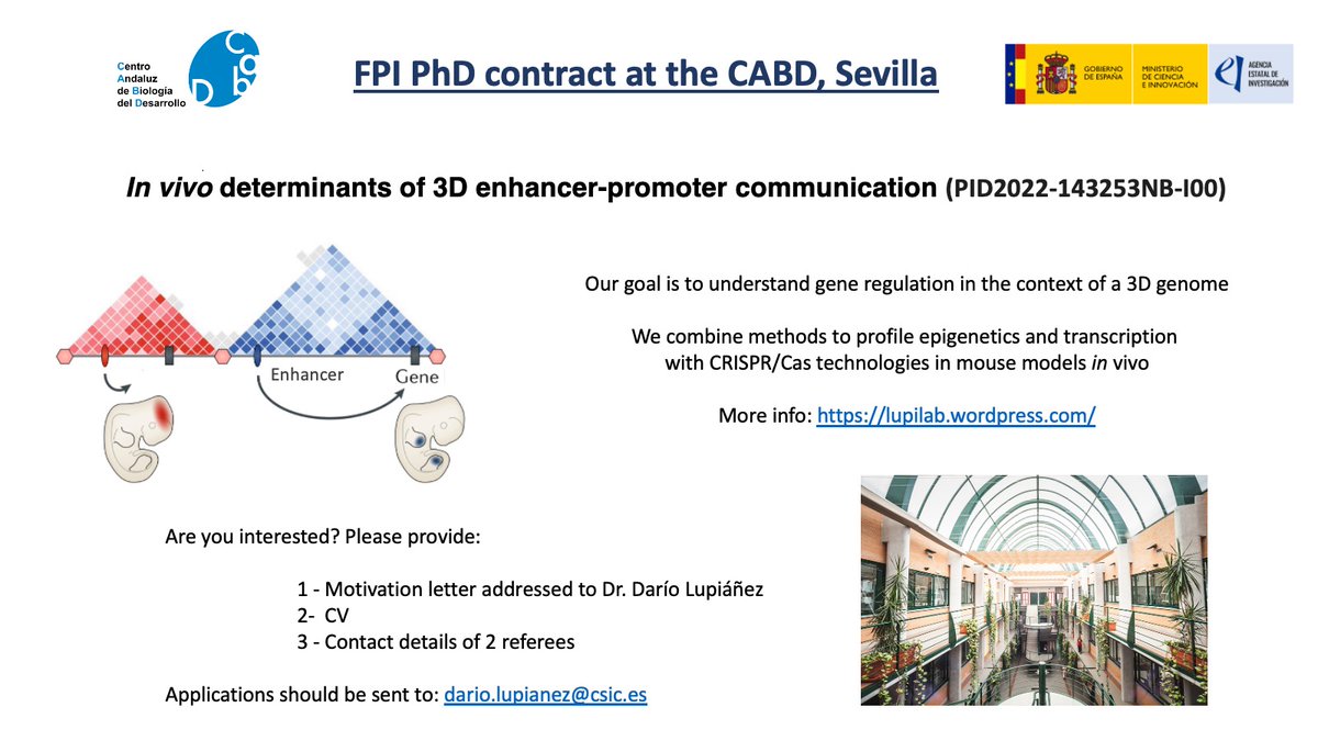 🚨 We are recruiting! 🙏Please RT 📢 We offer a FPI fellowship to work on enhancer-promoter 3D communication at @CABD_UPO_CSIC 📨 Send your application to dario.lupianez@csic.es