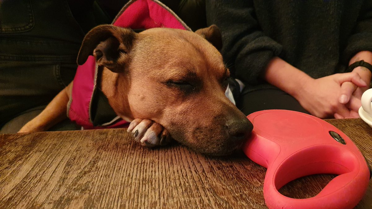 LJMU UCU (@ljmucu) on Twitter photo Our #picket at #Redmonds building this morning. Still no word from our <a href="/LJMU/">Liverpool John Moores University</a> #VC who has caused this action by refusing to #negotiate
And the adorable #Scrappy the #picketdog @RedSazzler
<a href="/nw_ucu/">UCU North West</a> <a href="/ucu/">UCU</a>
<a href="/ucu_solidarity/">UCU Solidarity Movement</a> <a href="/UcuLeft/">UCU Left</a> #dogsonpicketlines Our #picket at #Redmonds building this morning. Still no word from our <a href="/LJMU/">Liverpool John Moores University</a> #VC who has caused this action by refusing to #negotiate
And the adorable #Scrappy the #picketdog @RedSazzler
<a href="/nw_ucu/">UCU North West</a> <a href="/ucu/">UCU</a>
<a href="/ucu_solidarity/">UCU Solidarity Movement</a> <a href="/UcuLeft/">UCU Left</a> #dogsonpicketlines