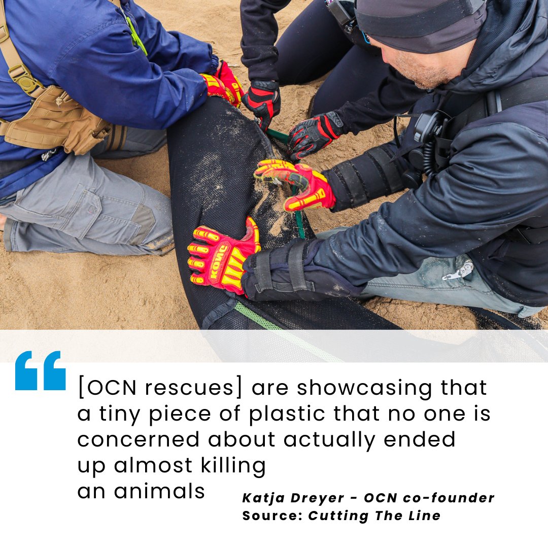 OCNamibia's tweet photo. When you pick up a piece of trash from the beach or the ocean, you are possibly saving marine life. Do not think that your actions are in vain.
#ocn #animalrescue #sealrescue #plasticpollution #namibia #cuttingtheline https://t.co/apHXBJCC1b