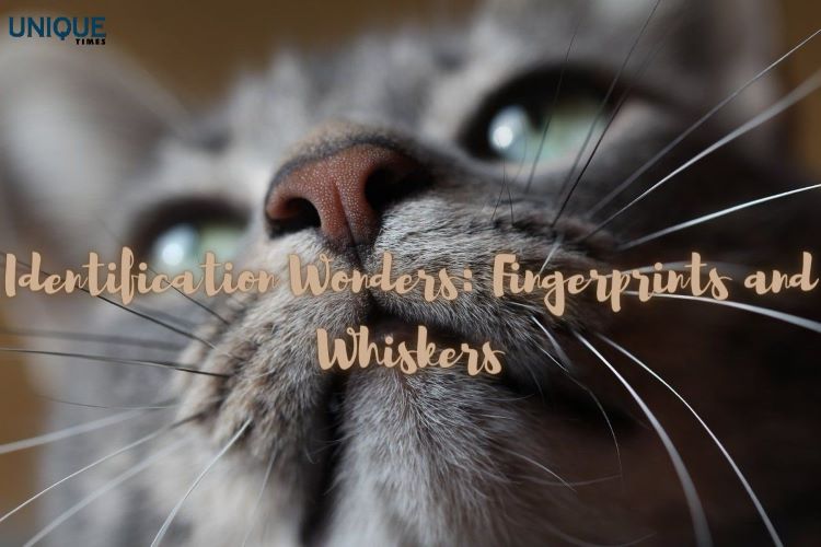 Whiskers And Fingerprints: Nature’s Unique Identification Systems

Know more: uniquetimes.org/whiskers-and-f…

#uniquetimes #LatestNews #Cats #whiskers #Fingerprint #HumanBiology #sensorysystem