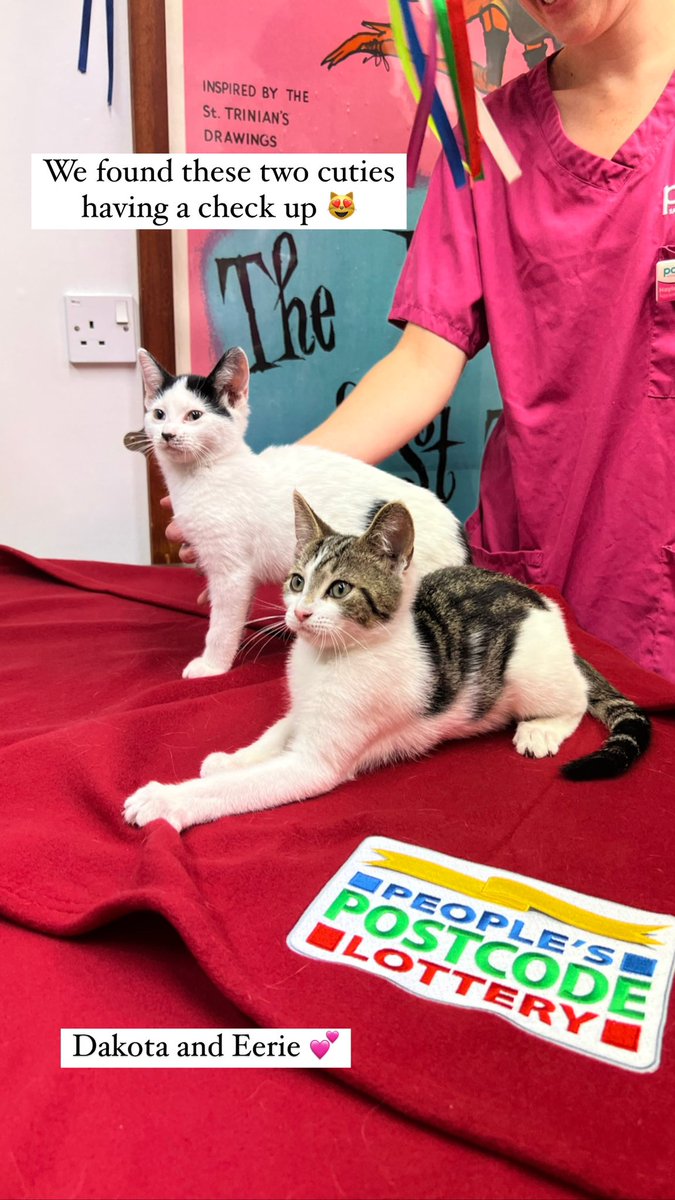 PDSA_HQ's tweet image. We went to find some pet patients and visit the Dispensary! 💊 Amazingly, thanks to #PostcodeLotteryPeople, we were able to provide pain relief to 86,429 pets last year. So far this year, 1,633 diabetic and 5,128 pets with heart conditions have had their medication supported ❤️‍🩹