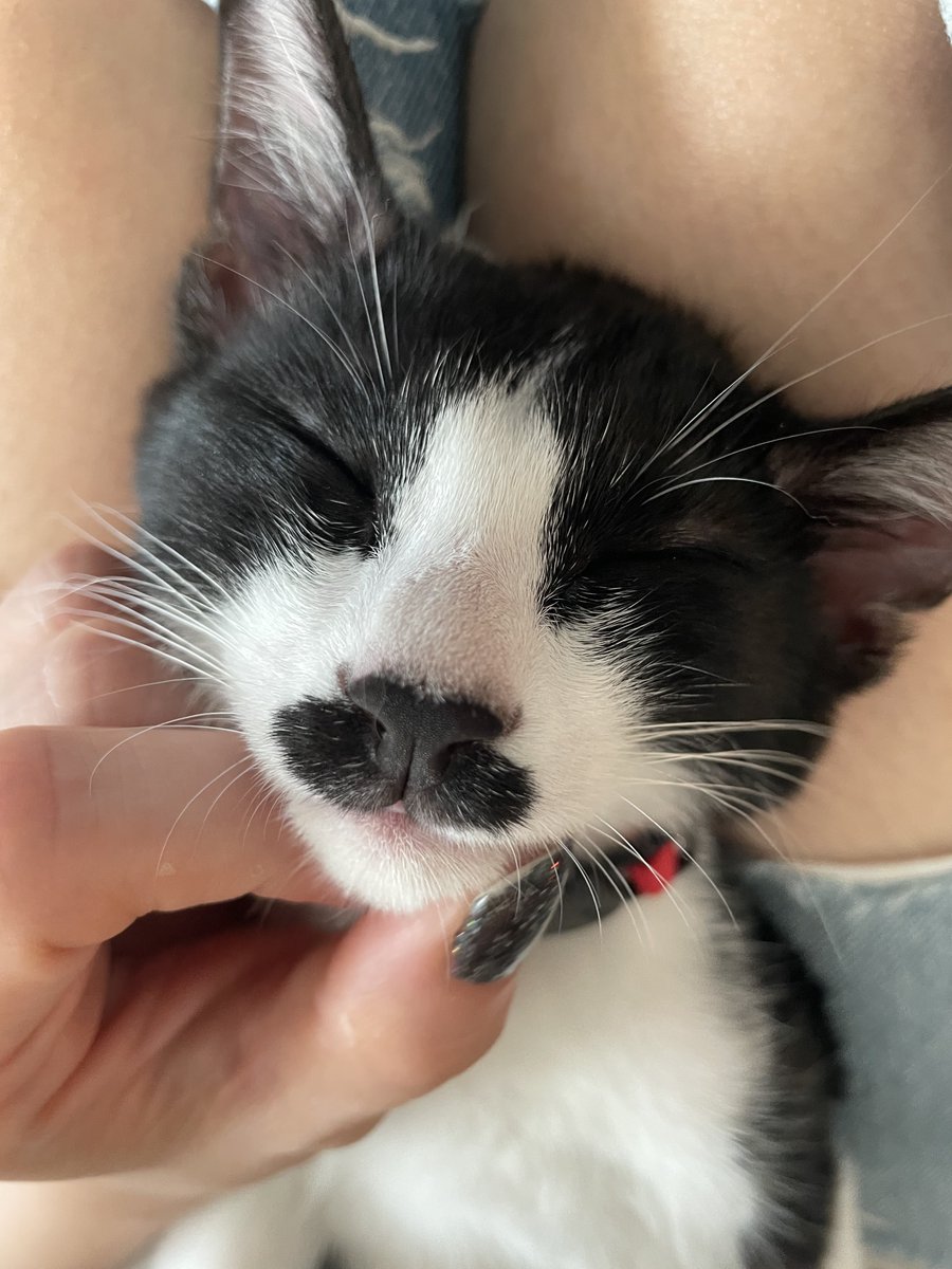 9月はマルシェもないしダメダメだと
前半で諦めてた。
ギリギリまで分かんないもんだね。

気まぐれでやったインスタライブ…
セール最終日…

このお客様に会うために
私は知らない間に動いていたのかと
思わされることばかり。
勘が冴える本質が本領発揮したか(笑)

↓保護猫あず♡まま頑張るよ♡