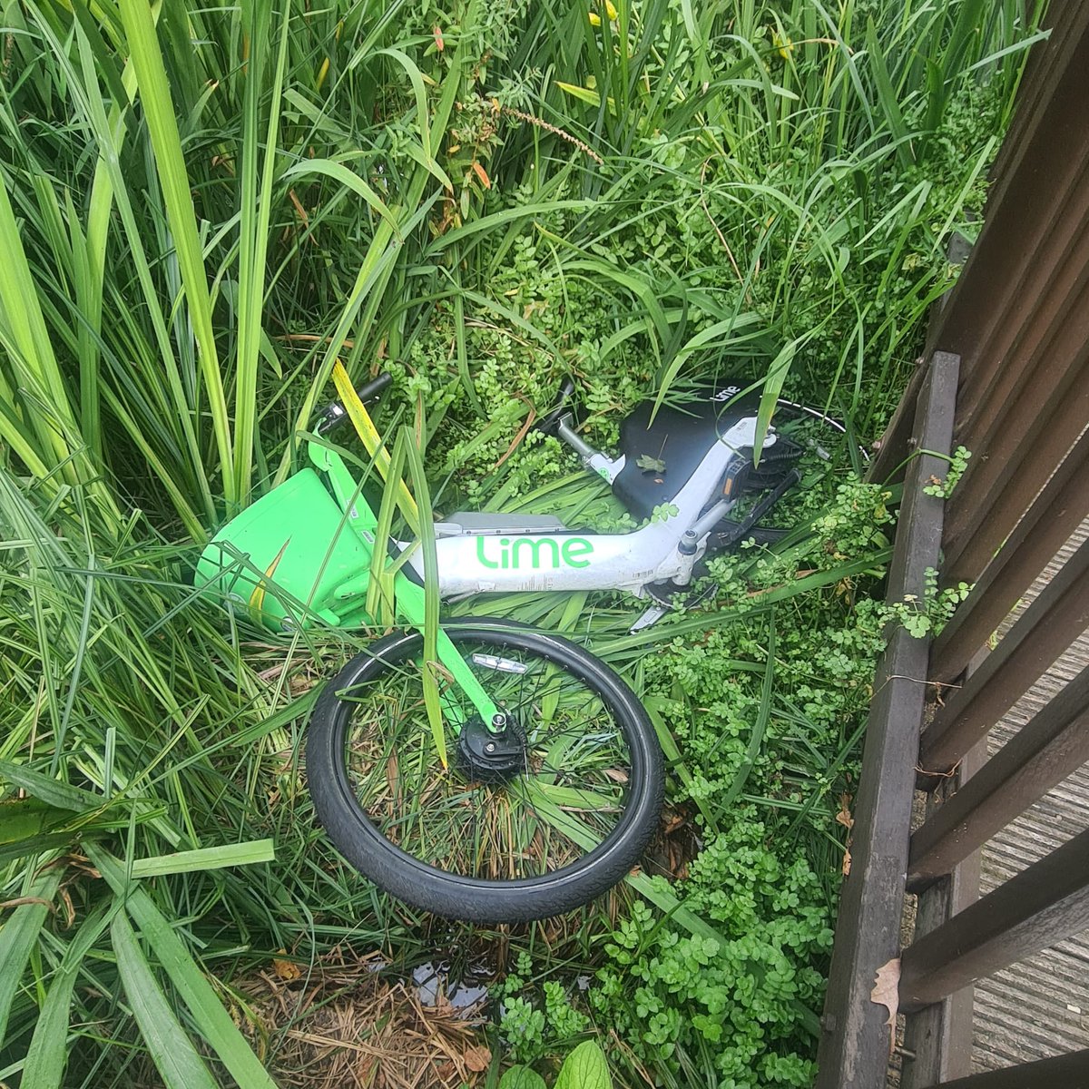 This isn't how you grow limes. Please don't attempt to plant your bikes at #WaterlooGreen. This is an award-winning community park - please show it some love 💚  @limebike