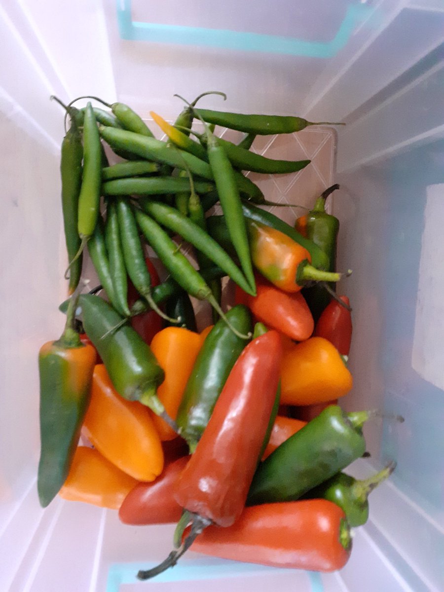 We have lots of local produce today including marrows, pears and apples, as well as a variety of surplus fruits and vegetables from our supermarket donors.

Open today 12.30-2.30pm. 

Minimum £2 donation please. 

#CommunityFridge 
#HereForSwansea
#ZeroWaste
#EatWell
#LiveWell