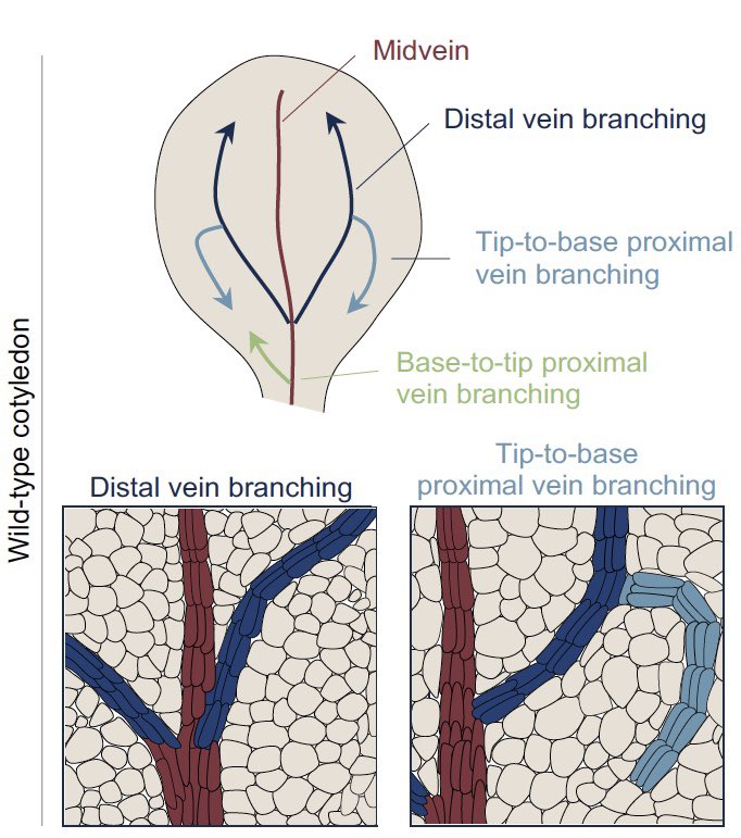 Hardtke Lab 🇨🇭 (@hardtke_lab) on Twitter photo “Connecting emerging with existing vasculature above and below ground” - our Current Opinion piece spearheaded by <a href="/NoelPonte/">Noel Blanco-Touriñán @noelponte.bsky.social</a> online now:
sciencedirect.com/science/articl… “Connecting emerging with existing vasculature above and below ground” - our Current Opinion piece spearheaded by <a href="/NoelPonte/">Noel Blanco-Touriñán @noelponte.bsky.social</a> online now:
sciencedirect.com/science/articl…