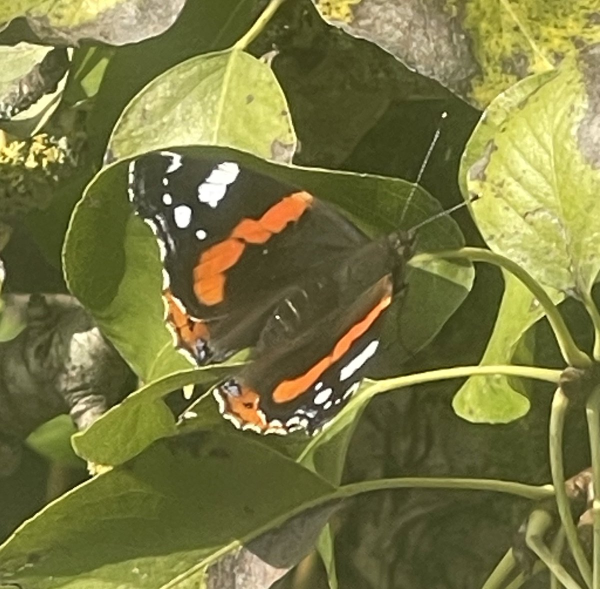 CMH406's tweet photo. Veel vlinders in de perenboom #tuintweet #gefladder https://t.co/aI3K9yobCq