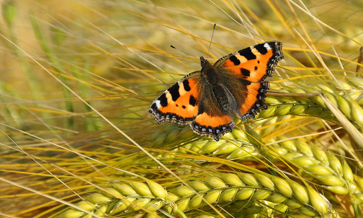 savebutterflies's tweet photo. We're calling for a complete ban on neonicotinoids ❌

New research shows neonicotinoid pesticides are threatening the UK’s wildlife, including butterflies and moths. 🦋 

Read now 👉 https://t.co/FDgZGRImUm

#Nature #Conservation #Wildlife https://t.co/FBT3s7PnxX