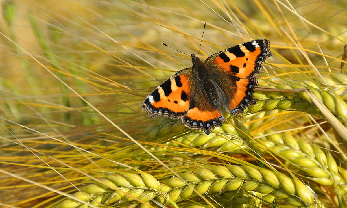 We're calling for a complete ban on neonicotinoids ❌ New research shows neonicotinoid pesticides are threatening the UK’s wildlife, including butterflies and moths. 🦋 Read now 👉 butterfly-conservation.org/news-and-blog/… #Nature #Conservation #Wildlife