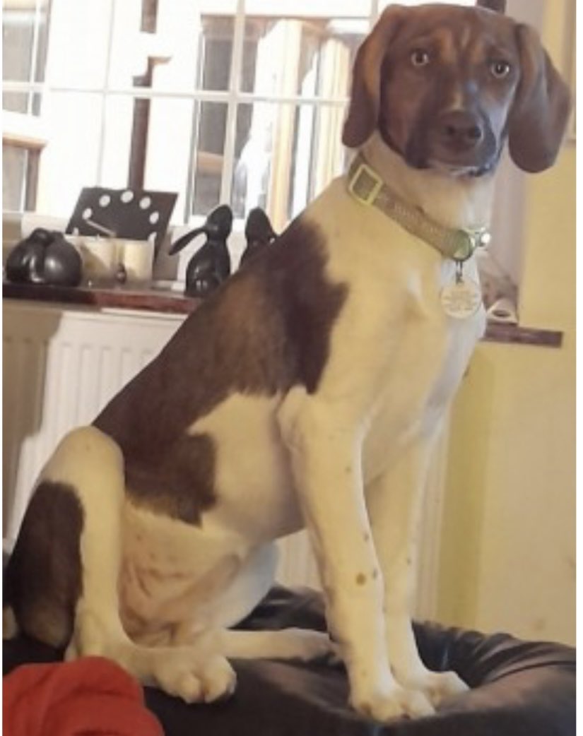 rosiedoc666's tweet photo. LOLLI female #Pointer x missing #WestonWoods approx 11.45am 26/9/23 pls 📞 07807 817670 if seen near nature trail - chased by 2 dogs #BS22 
Young adult/tagged brown&amp;white 
#WestonSuperMare 

https://t.co/6lr9mHWSaW

@juliagarland73 @JacquiSaid @thedogfinder @RachaelB100 @bs2510 https://t.co/6JEoORFxRa