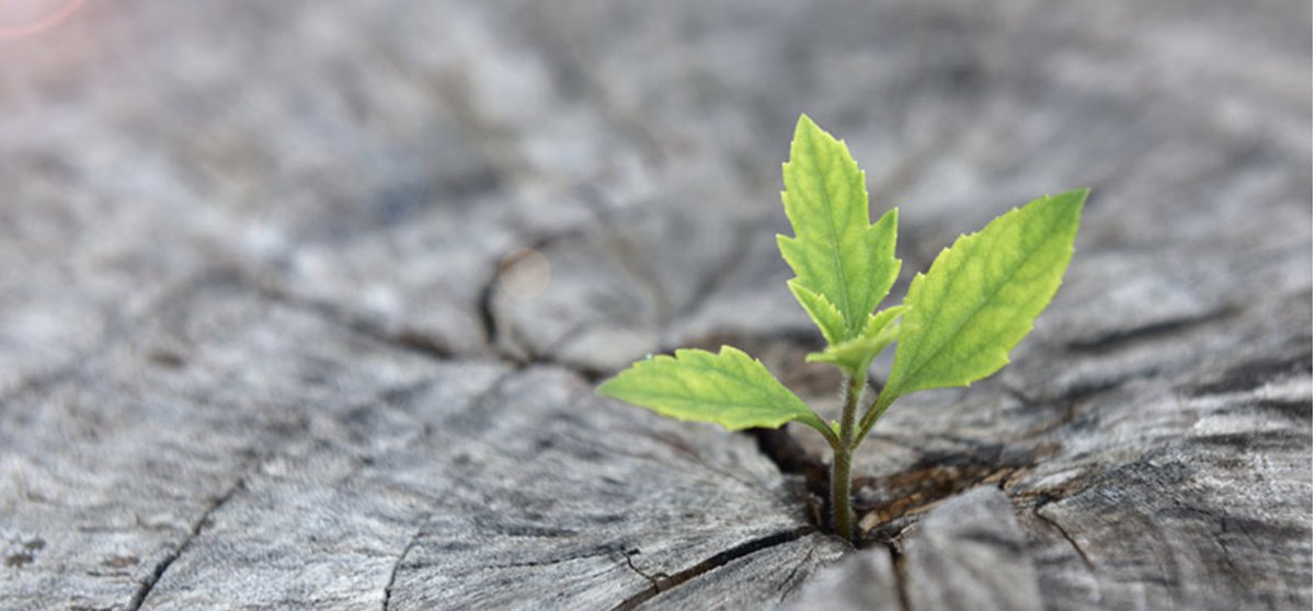 Responding to current public messaging about life with #dementia. Yes, dementia can be devastating, suffering may be an experience, day-to-day life might not feel like a fairy tale...no-one denies that, but how can people &amp; families find a way to live with dementia without #hope