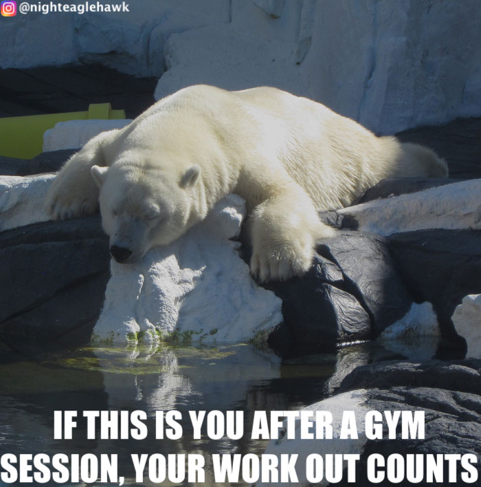 Recovery is where its at. #bear #polarbear #bears  #gymlife #gymtime #gymmotivation #motivation #gym #memepage #animalmemes #animals #nature #wildlife #recovery #sleep #rest #memes #meme #musclesoreness #workout #trainhard #keepgoing #fitness #fitnessmotivation #fit #muscles