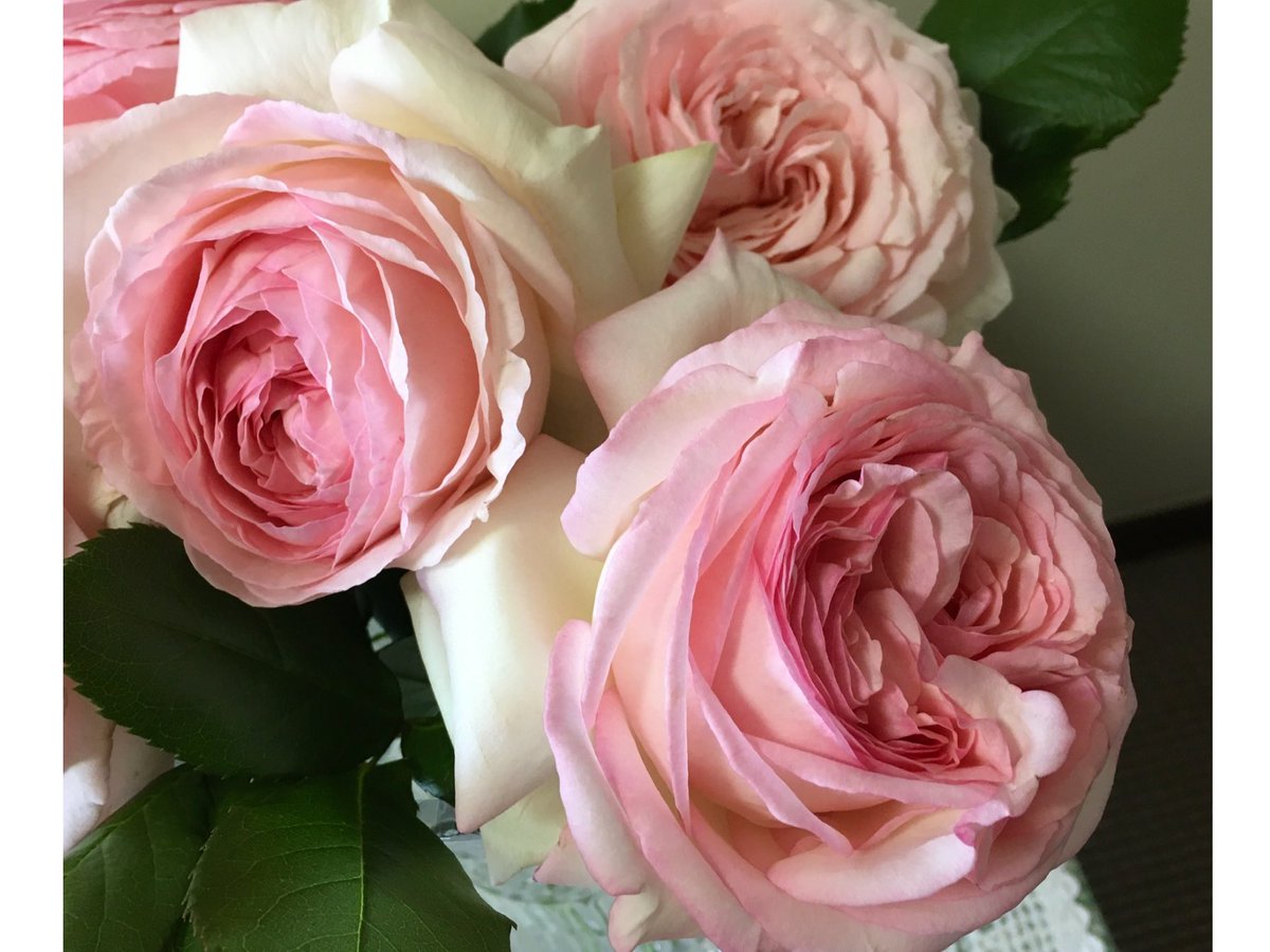Angela13403240's tweet photo. #RoseWednesday 
#Beautiful_Flower 
#beautifulmemory 
Have a happy Wednesday🎶🌹 https://t.co/FJrGdv88i8
