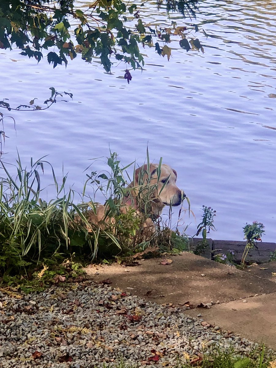 I’ve decided that in addition to #WontLookWednesday I will participate in Can’tBeSeen Wednesday. I’m practicing my camo skills, which is not easy for a girl who glows golden in the sun. How did I do? 
Have a wonderful Wednesday friends!