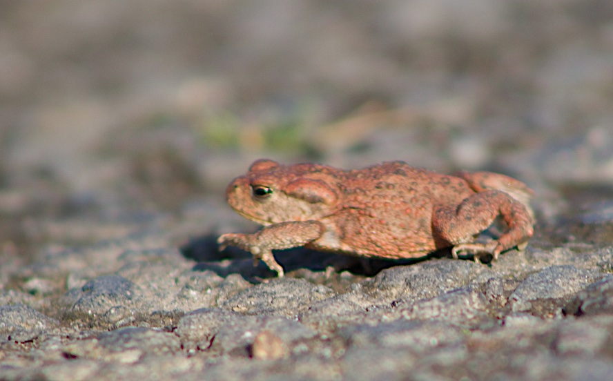 leslieakent's tweet photo. Toadily awesome: great to see #toadlets leaving the newly dug out #pond @StrathallanSchl for wintering sites. At only 3cm long they need all the help they can get (including crossing roads) #toad @PerthshireWild @ScotWildlife @ARC_Bytes @reptiles_uk @JMA_at_Strath #amphibian https://t.co/d96CksziPw