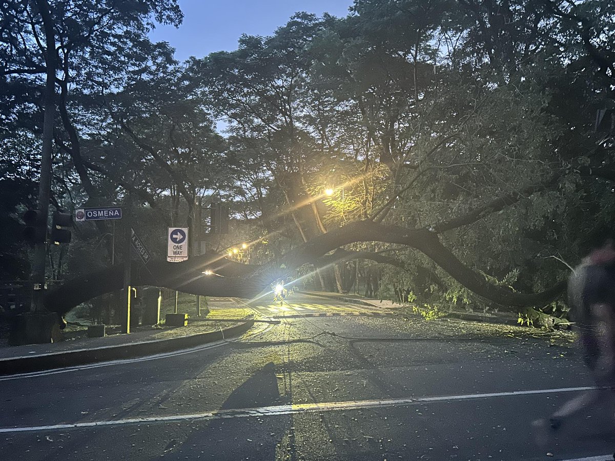 tinigngplaridel's tweet image. LOOK: As of 5:45 p.m., a tree has fallen along Osmeña Avenue near Melchor Hall, damaging an electric post and street sign.
