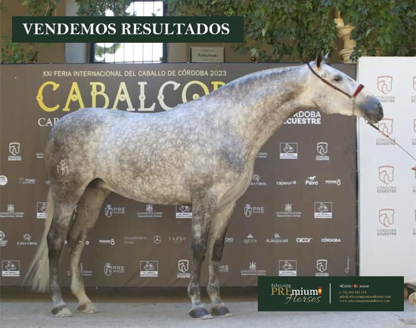 PREmium_Horses's tweet photo. NOBLEZA MATER
🥈secc. 9 y Mejor nota Morfología
Cabalcor'23 (Nivel SICAB)
Propiedad Caridad del Cobre 🇳🇮
📸SiemPRE Caballos
#EstiloPremium
+34 696942354
info@seleccionpremiumhorses.com
#seleccionpremiumhorses #concursomorfológico #purarazaespañola #caballoespañol #caballoPRE #PRE https://t.co/bvkhwGoHXf