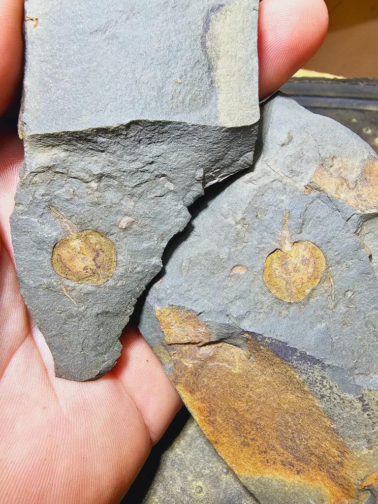 fezouata carpoid from Morocco ...