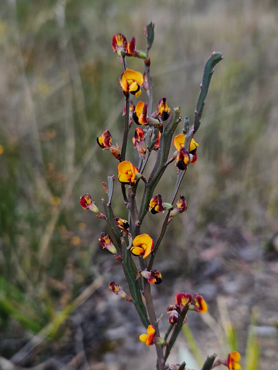 The Bombay Bossiaea or Bossiaea bombayensis is restricted to the Shoalhaven River valley between Warri and Bombay and is now in full flower #biodiversity #CitizenScience <a href="/NatureMapr/">NatureMapr</a> <a href="/CitSciOZ/">Australian Citizen Science Association</a> <a href="/destinationnsw/">Destination NSW</a>