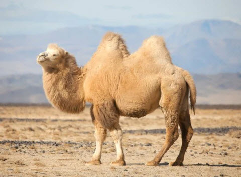 thomasrgrant's tweet photo. "Another Hump Day" Two Humps? Spice up this Wednesday with Sports AI! Trade sports bets or explore online money-making opportunities. Let's make it a memorable #HumpDay with #SportsAI! 💪✨https://t.co/TKZOg87hHW https://t.co/EhQxiWnzvk