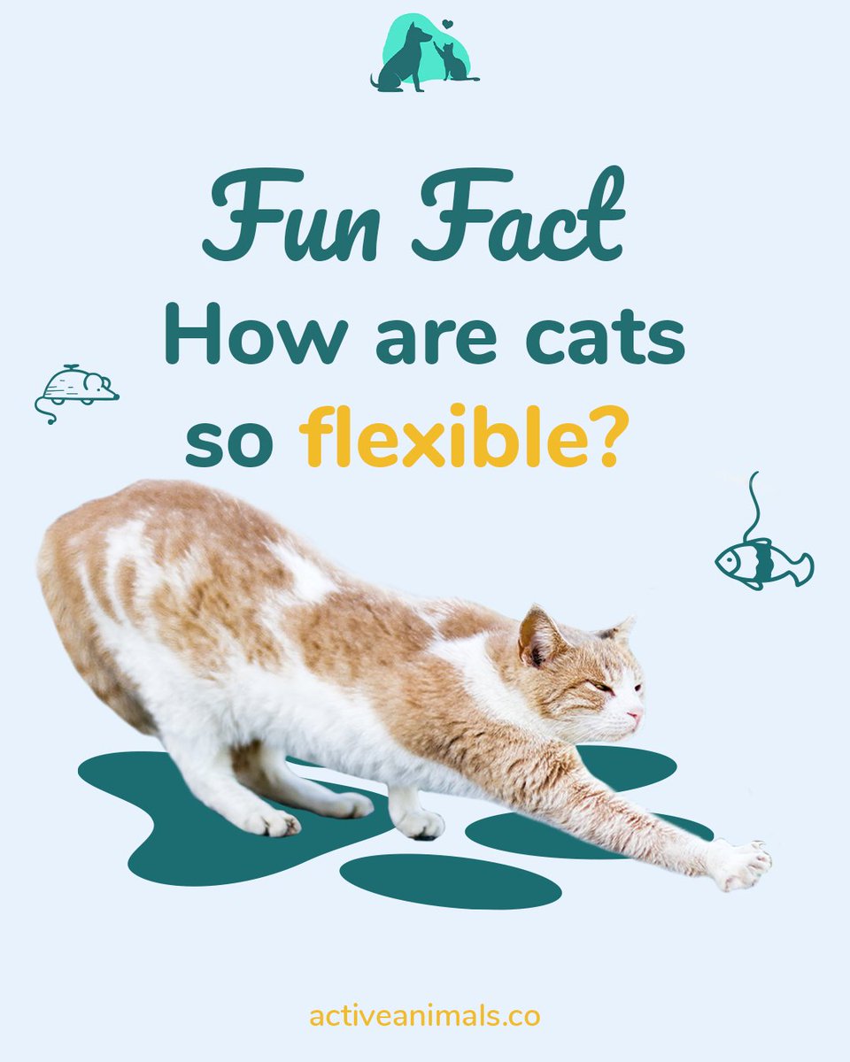 ActiveAnimal_'s tweet photo. 🐾 Cats’ bodies have over 230 bones (humans only have about 206)! Additionally, their pelvis and shoulders are loosely attached to their spine, adding to their ability to squeeze into very tight places.

#catfacts #catanatomy #catbones #curiouscats #amazinganimals #felinefacts https://t.co/lZEDeV3lTY