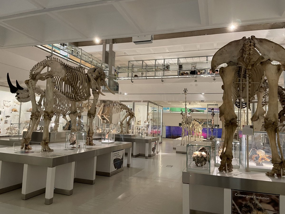 The Bellbird Primary tweet media